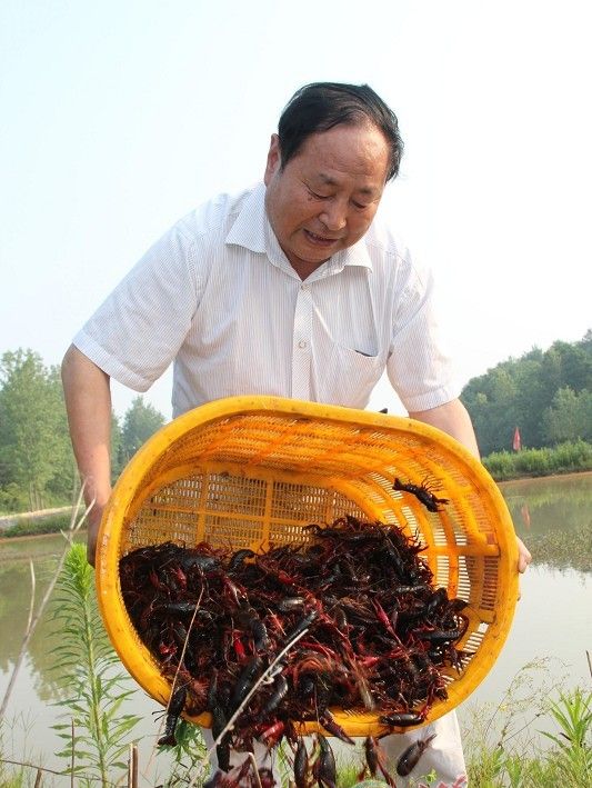 大棚养虾池建造图片_居民收入_养虾收入