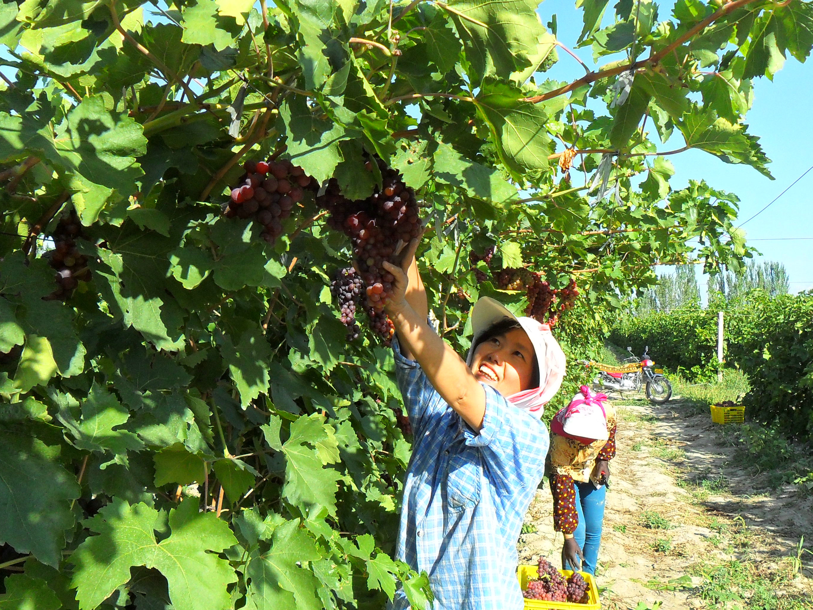 鲜榨葡萄汁_鲜食葡萄人均消费量
