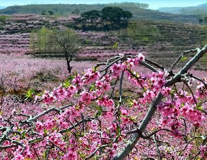 中国美丽乡村沂水泉庄邀游人共度桃花节