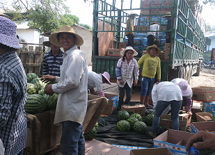 云南孟定镇西瓜全面成熟上市_各地动态_中国水果蔬菜网