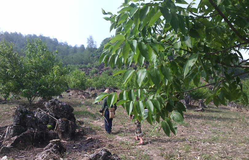 云南孟定镇尖山村6000亩泡核桃开始投产_各地动态_中国水果蔬菜网