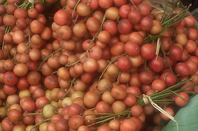 云南孟定镇“骂肥果”株产值达千元以上_各地动态_中国水果蔬菜网