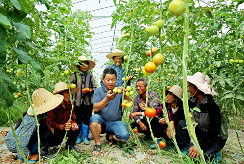 湖南桂东蔬菜无土栽培技术培训在寒口进行