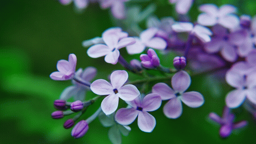 人为调控丁香花期有望在哈尔滨推广