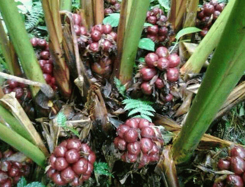 云南孟定镇得龙村草果丰收上市_行业资讯_中国水果蔬菜网