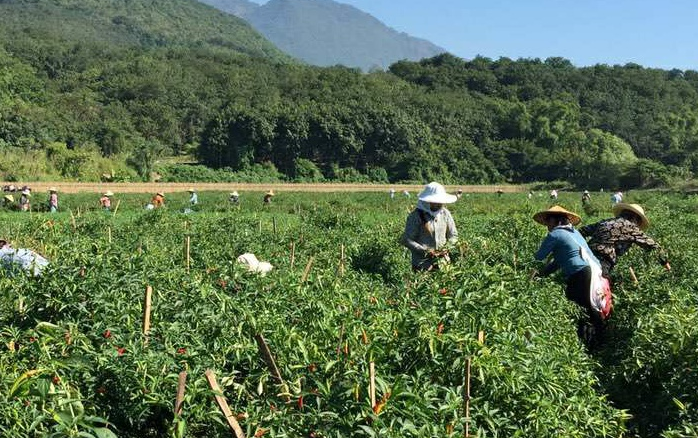 云南孟定镇万亩反季节朝天椒丰收上市_各地动态_中国水果蔬菜网