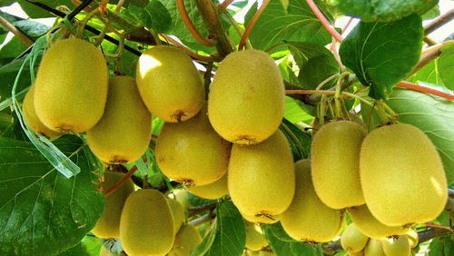 中国是否禁止进口新西兰黄金奇异果?