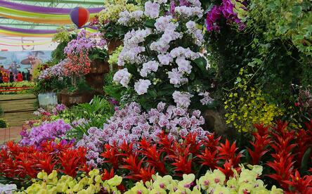 科技创新驱动“云花”风姿更胜_行业资讯_中国园艺信息网